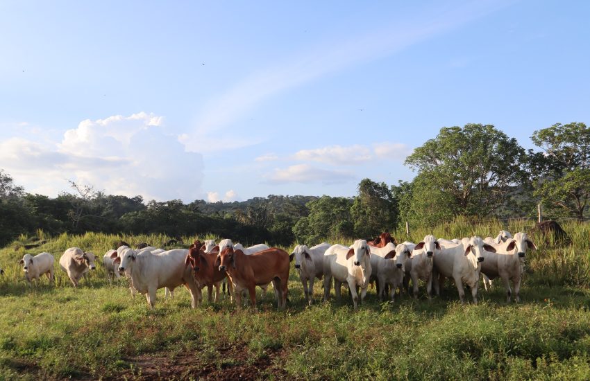 Cows in Colombia Mariel Cabero IUCN NL