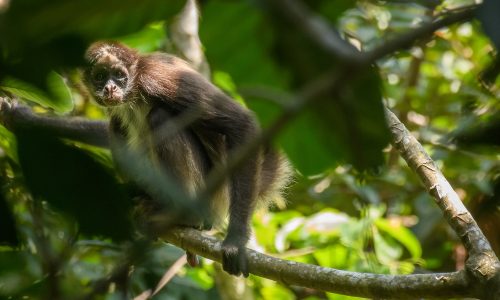 Brown Spider Monkey in Colombia. Photo Santiago Rosado - FBC