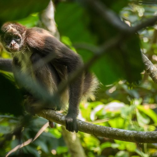 Brown Spider Monkey in Colombia. Photo Santiago Rosado - FBC