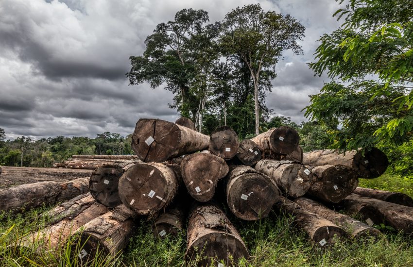 Deforestation in the Amazon. Photo Britta Jaschinski IUCN NL