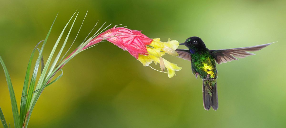 Donkere incakolibri Colombia