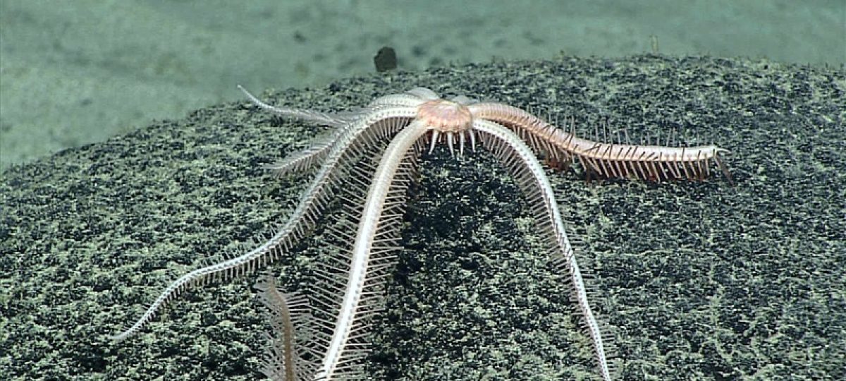 NOAA/OAR/OER, 2016 Deepwater Exploration of the Marianas, Leg 3.