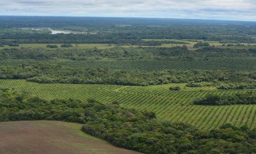 Palm oil plantations in Guaviare in Colombia (c) FCDS