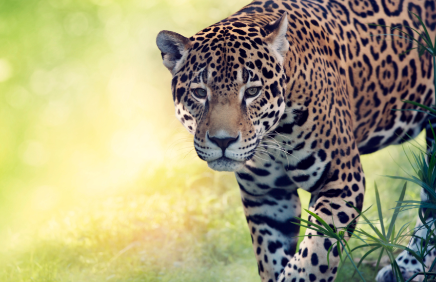 jaguar (c) Svetlana Foote Getty Images via Canva
