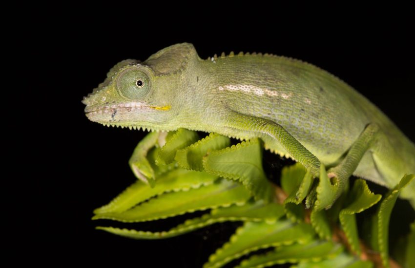 Furcifer cephalolepis. © Antoine Baglan