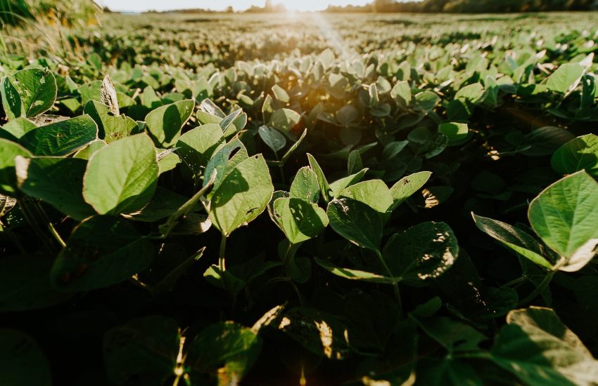Benchmark report on responsible soy. Photo by Meredith Petrick on Unsplash