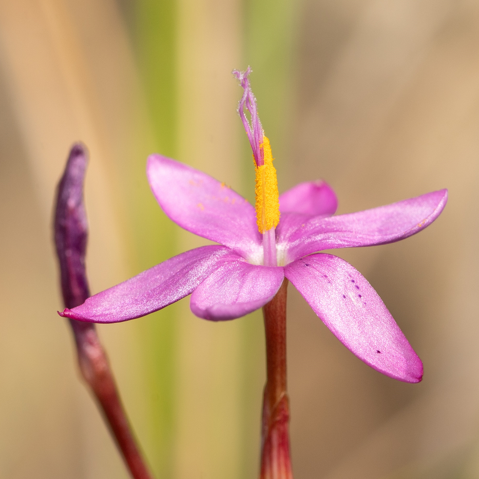 Ernstig bedreigde plant Hesperantha kiaratayloriae in renosterveld Zuid-Afrika