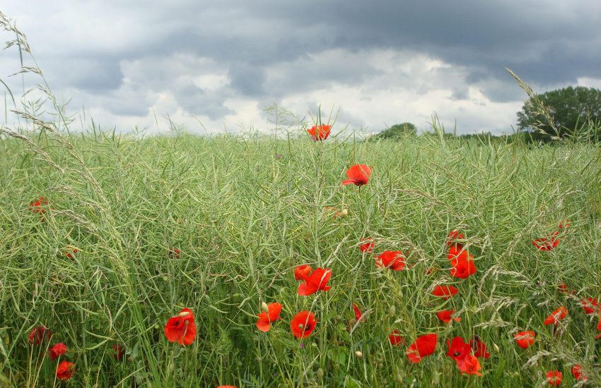 Natuurherstel en klimaatactie in Nederland Foto Cas Besselink