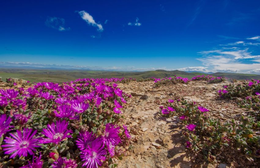 Renosterveld Zuid-Afrika Foto ORCT