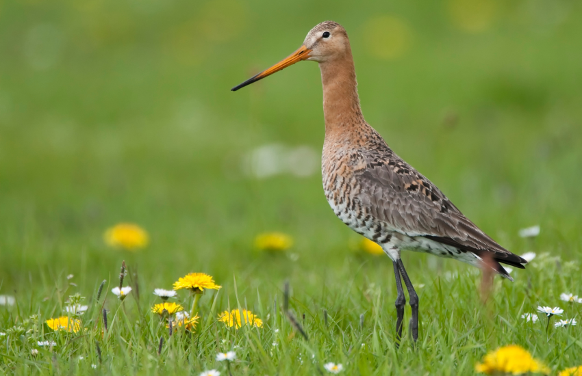 Grutto by Hillebrand Breuker from Getty Images