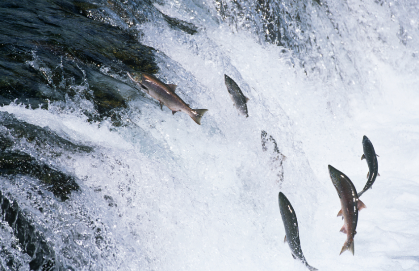 Atlantic salmon IPGGutenbergUKLtd from Getty Images