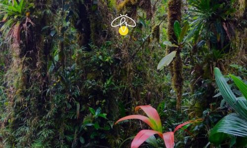 Fireflies in Colombia