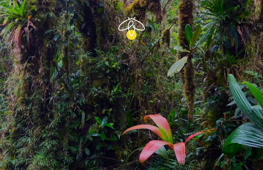 Fireflies in Colombia