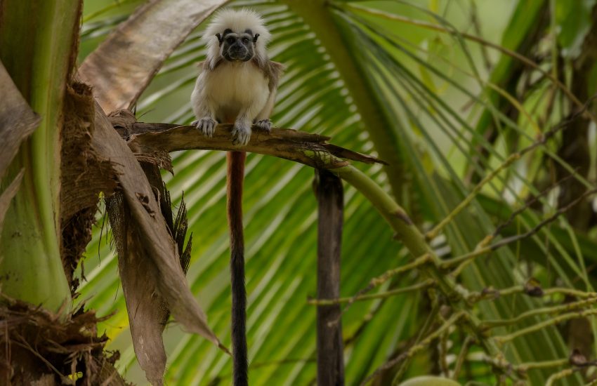 Natuurbehoud belangrijk voor biodiversiteit en klimaat (c) SOC