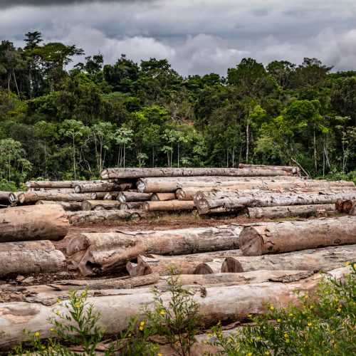 Britta Jaschinski IUCN NL Houtkap Suriname