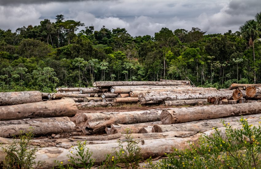 Britta Jaschinski IUCN NL Houtkap Suriname