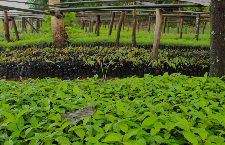 Forest restoration in Uganda_MoMo4C