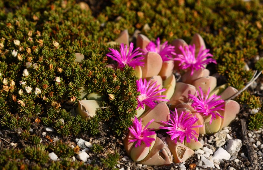 IUCN NL Land Acquisition Fund supports safeguarding threatened nature Photo ORCT