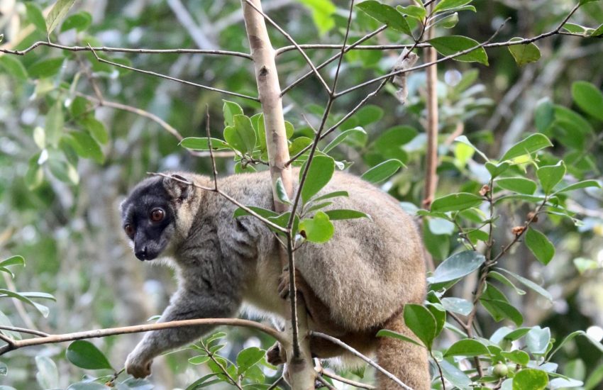 Brown Lemur © O. Langrand