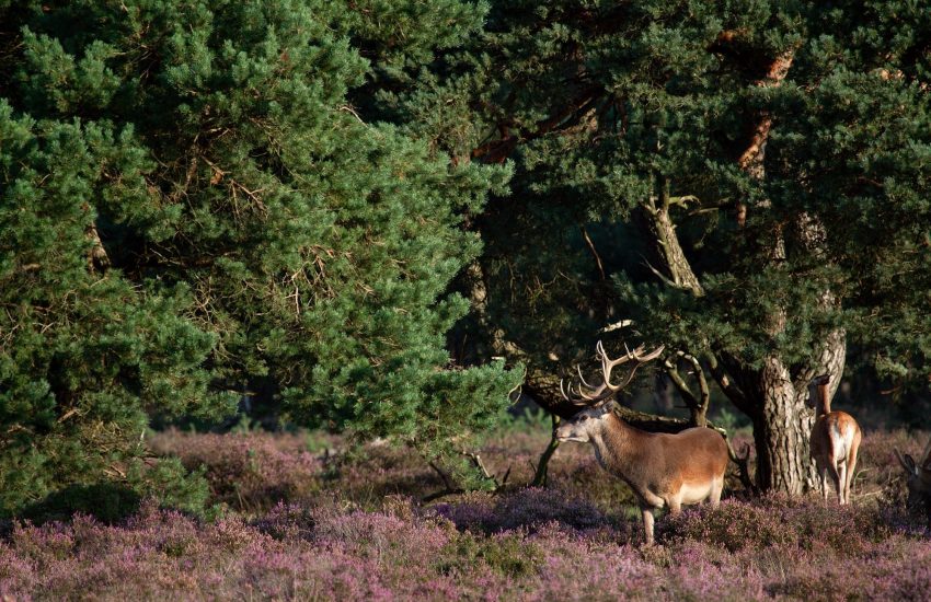 Nationaal Park de Hoge Veluwe (c) Frans de Wit
