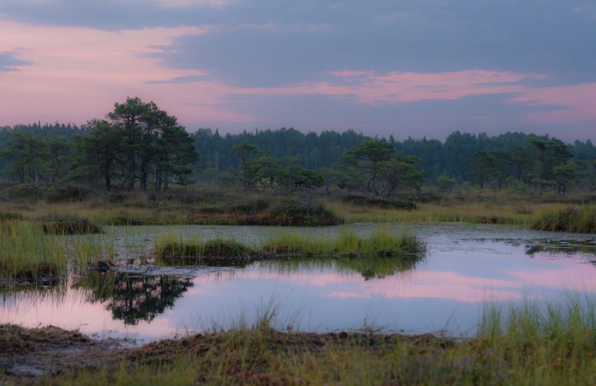 Wetlands in Europe_Photo by Transly Translation Agency