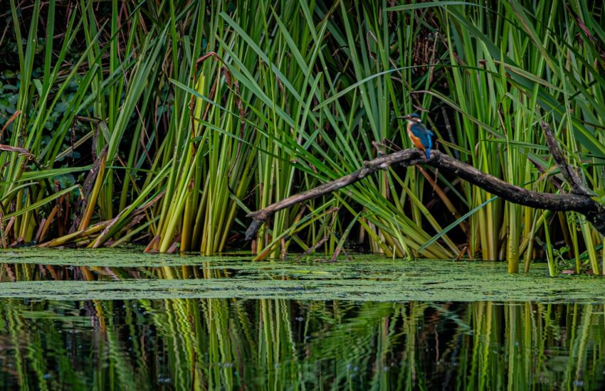Wetland restoration in Europe_Photo Kenny Goossen