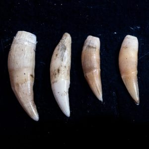 Britta Jaschinski IUCN NL Natuurbeheer educatie en voorlichting Suriname