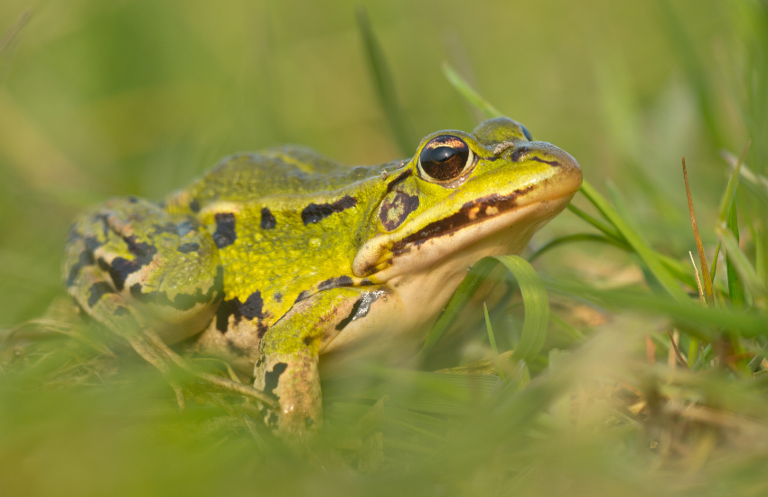 kikker CreativeNature_nl from Getty Images