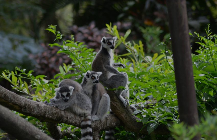 Ring-tailed lemurs are Endangered. © Juan Camilo Guarin P on Unsplash.