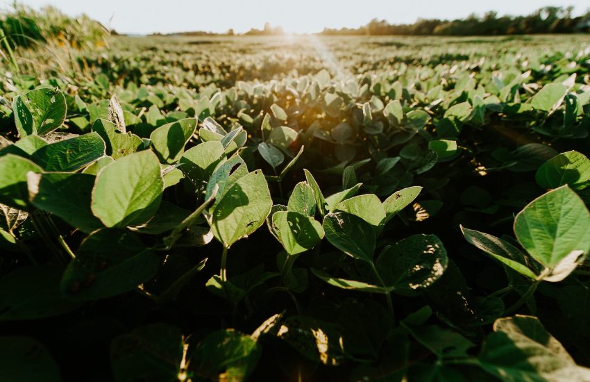 Field of soy plants Photo by Meredith Petrick on Unsplash