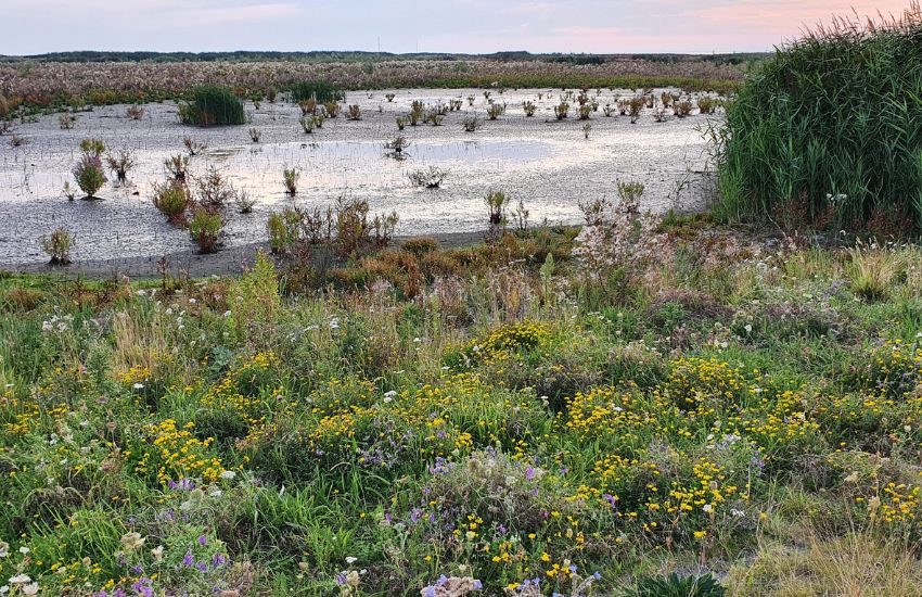 Flowers at the shore of a lake in Marker Wadden