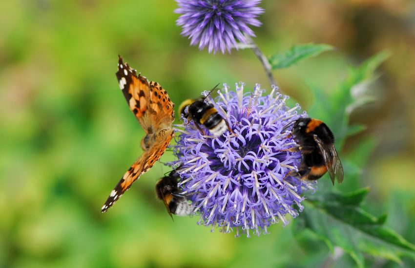 Vlinder en bijen op distel