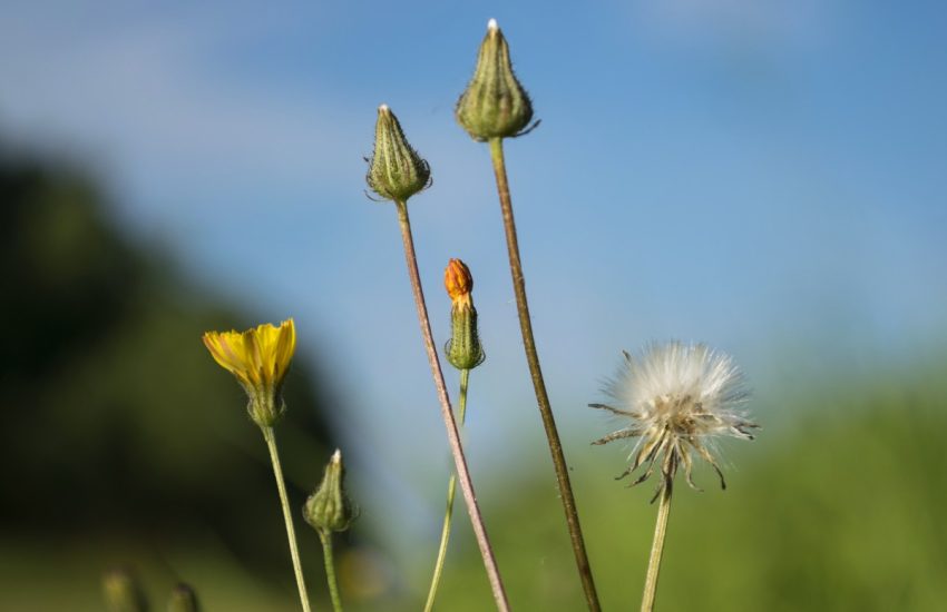 Wilde paardenbloemen. Foto door Paul van de Velde