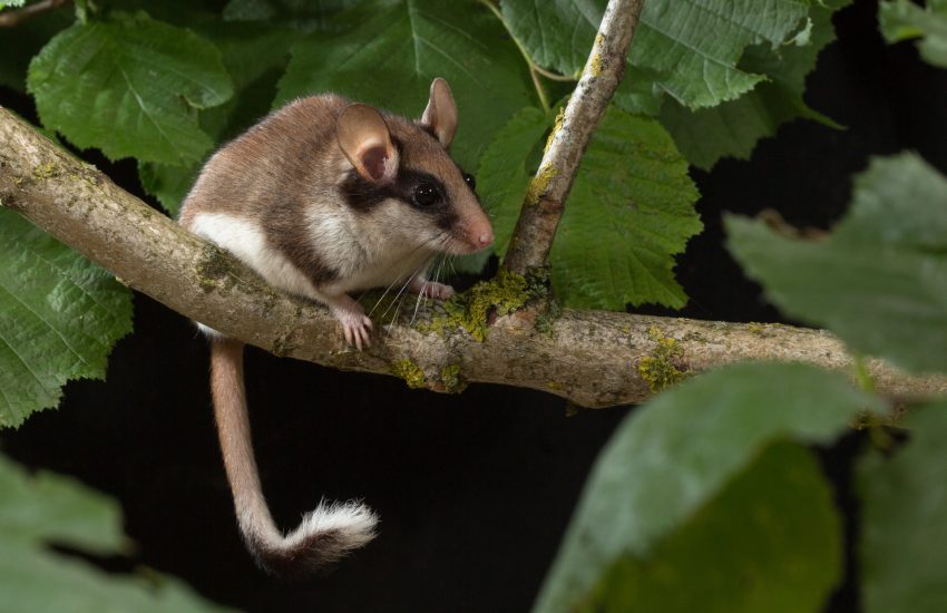 Eikelmuis in Nederland Foto Wesley Overman