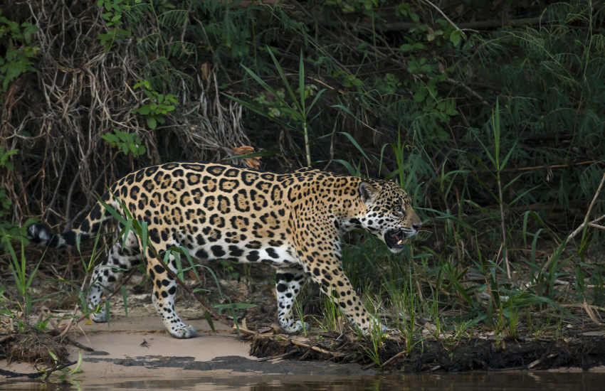 Jaguar photo by Carlos Navarro