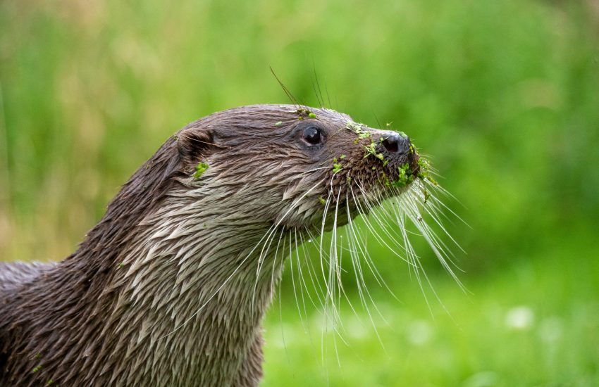 European wetlands_Photo Andy Willis via Unsplash