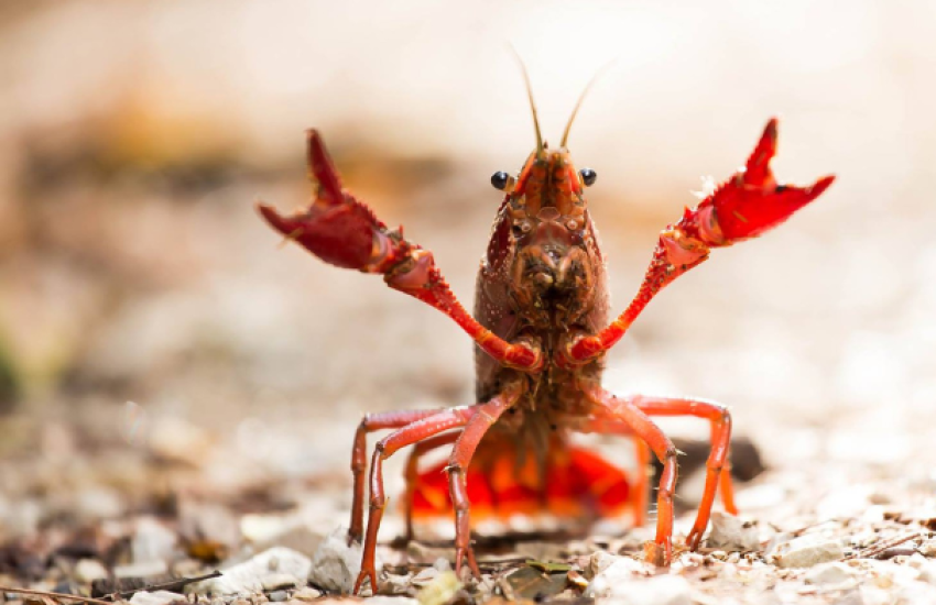 Amerikaanse rivierkreeft Diogopm from Getty Images