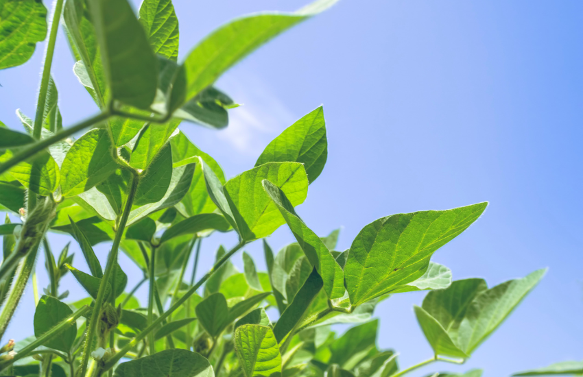 Green soy plant in agricultural field View more by SandraMatic from Getty Images Pro