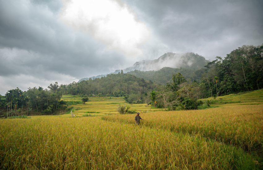 Sumpur Kudus, Indonesia, Organic rice, Stephanie Broekarts/IUCN NL, Warsi