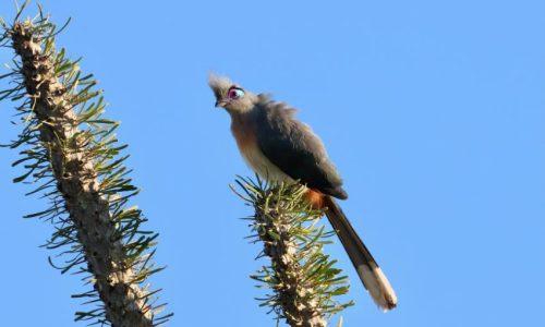 Crested Coua © O. Langrand