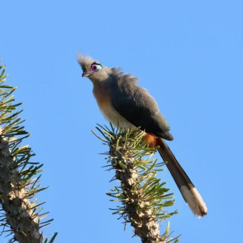 Crested Coua © O. Langrand