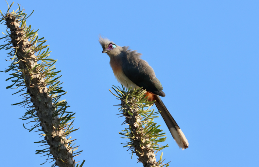 Crested Coua © O. Langrand