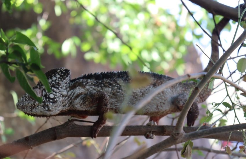 Type of chameleon living in Anja Park (c) SAF FJKM