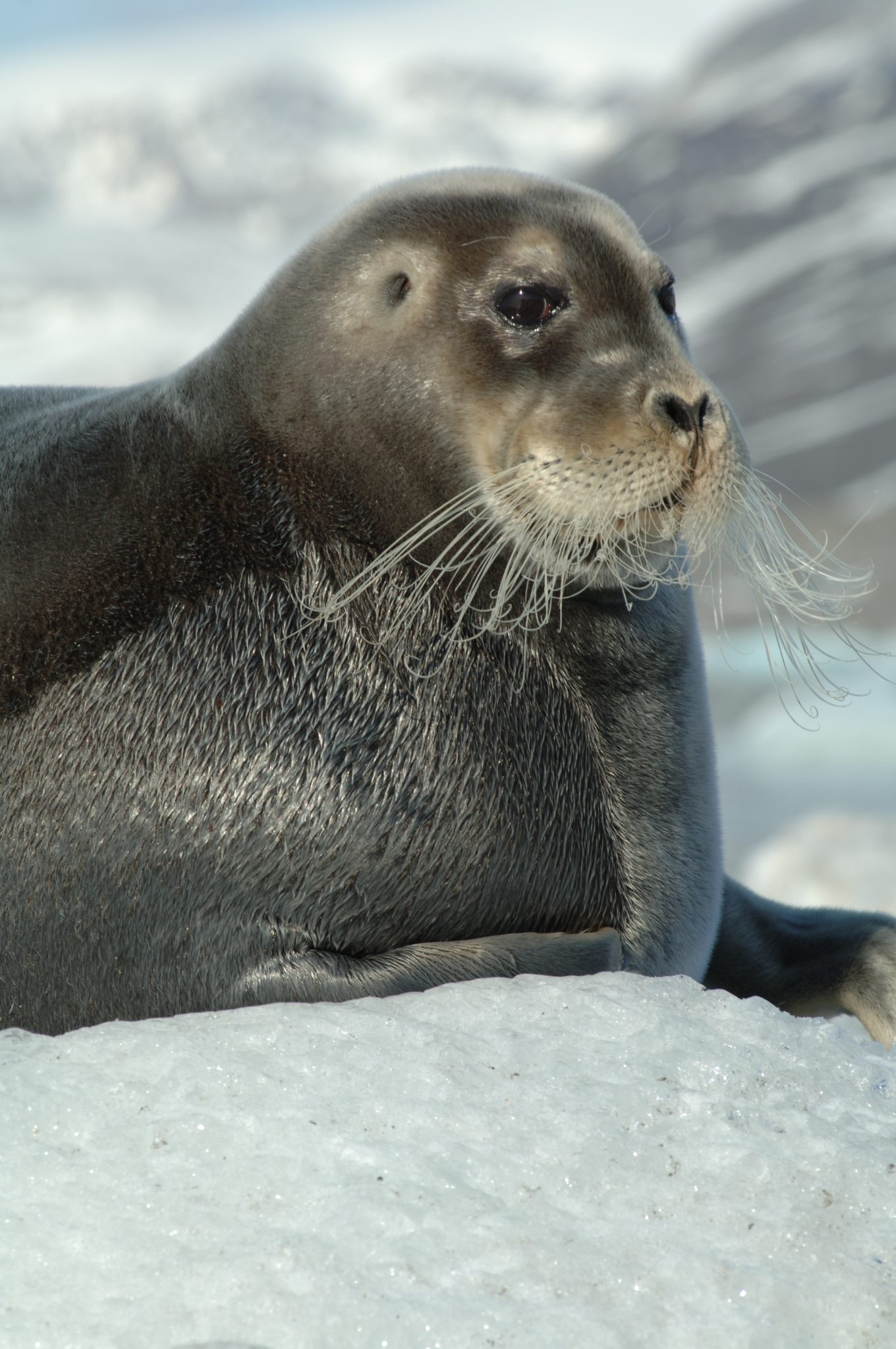 Arctische zeehonden bedreigd door klimaatverandering, wereldwijde ...