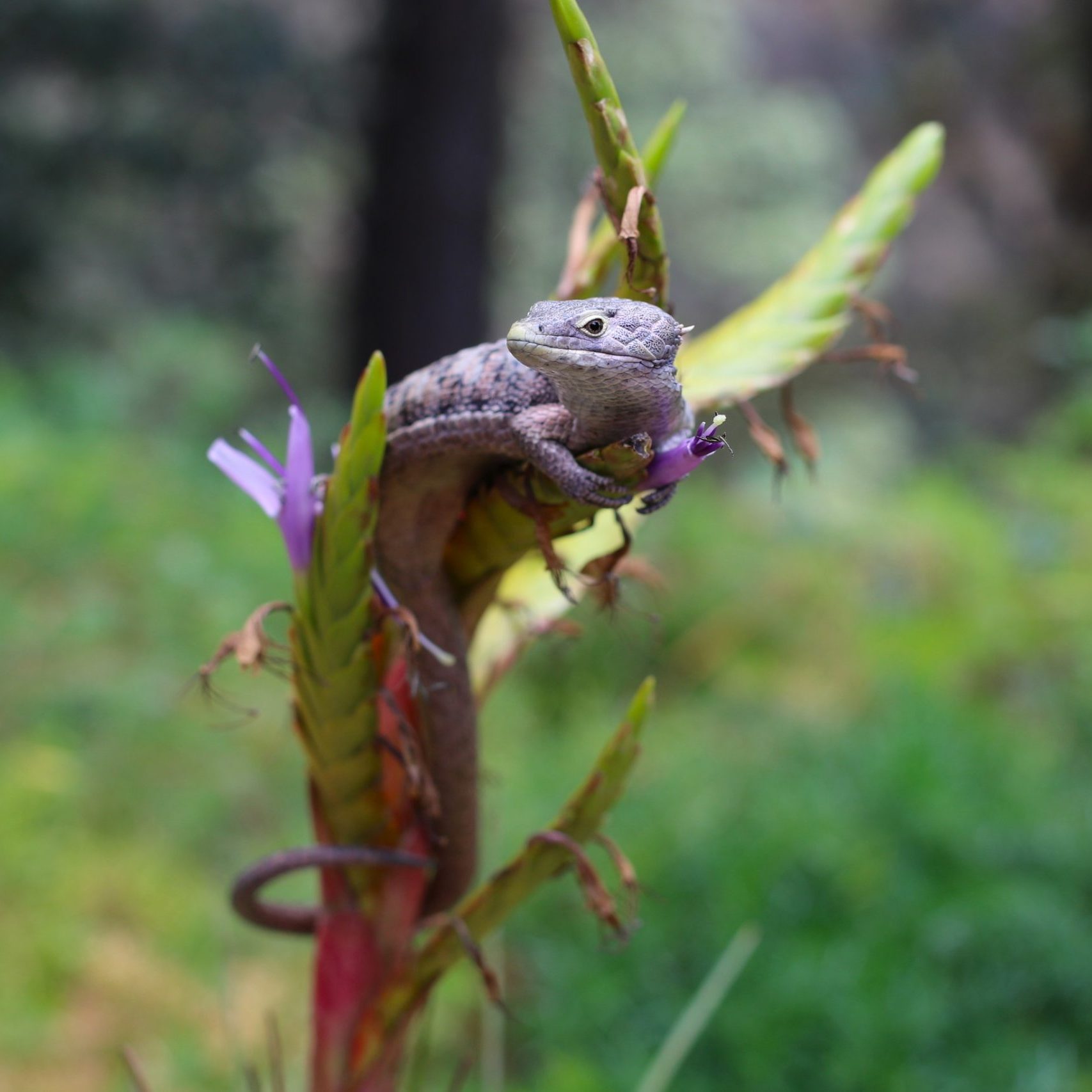 Abronia campbelli in Guatamala Photo FUNDESGUA