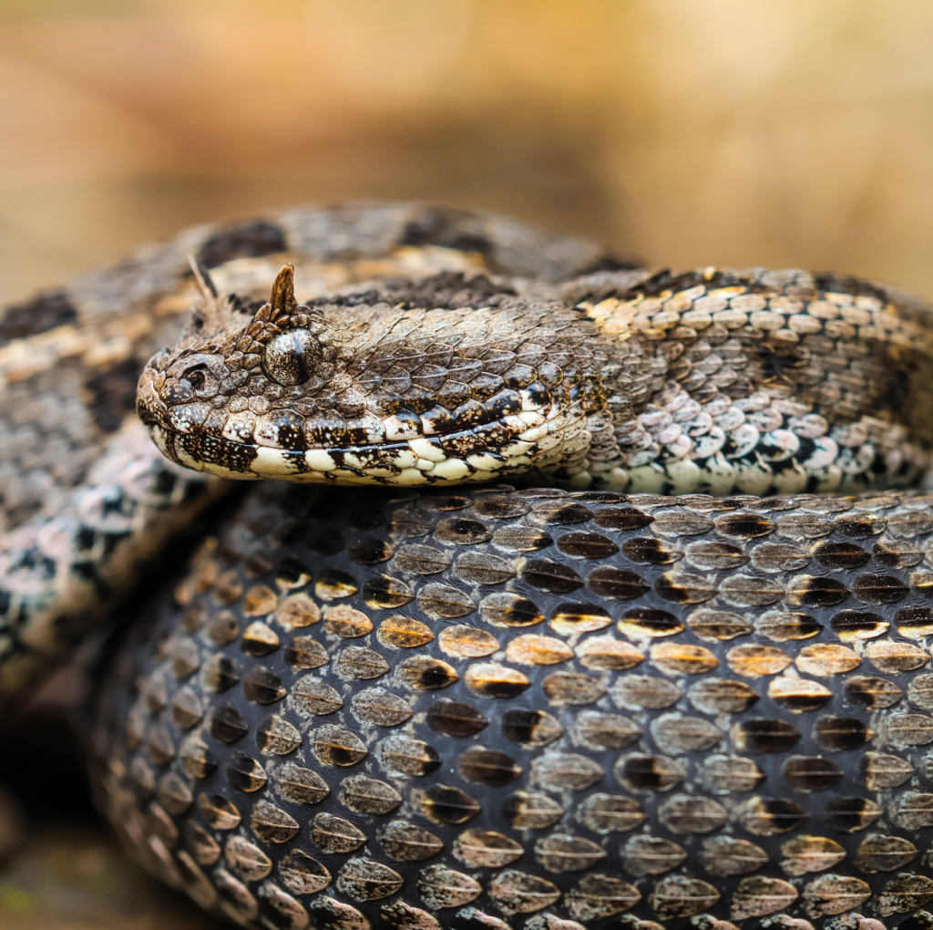 Horned viper in Kenya Photo by Wild Snake Project