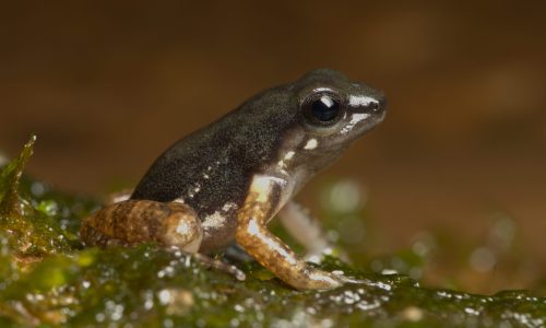 Hyloxalus maculosus in Ecuador Photo by Sam Schenker