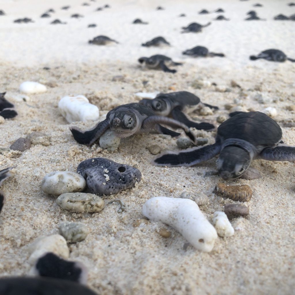 Tortoise nesting side in Indonesia Photo by Jaga Mangkai