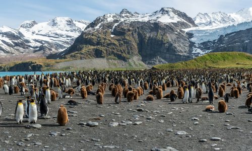 Keizerspinguïns South Sandwich Islands credits Paul Carroll