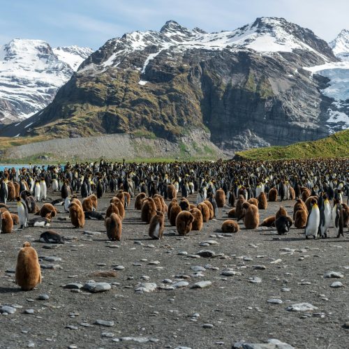 Keizerspinguïns South Sandwich Islands credits Paul Carroll